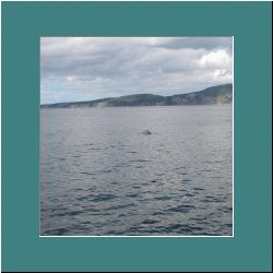2007CG-0391c-Whale.jpg