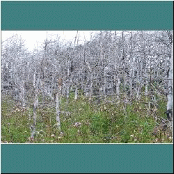 2007CG-0434c-DeadForest.jpg