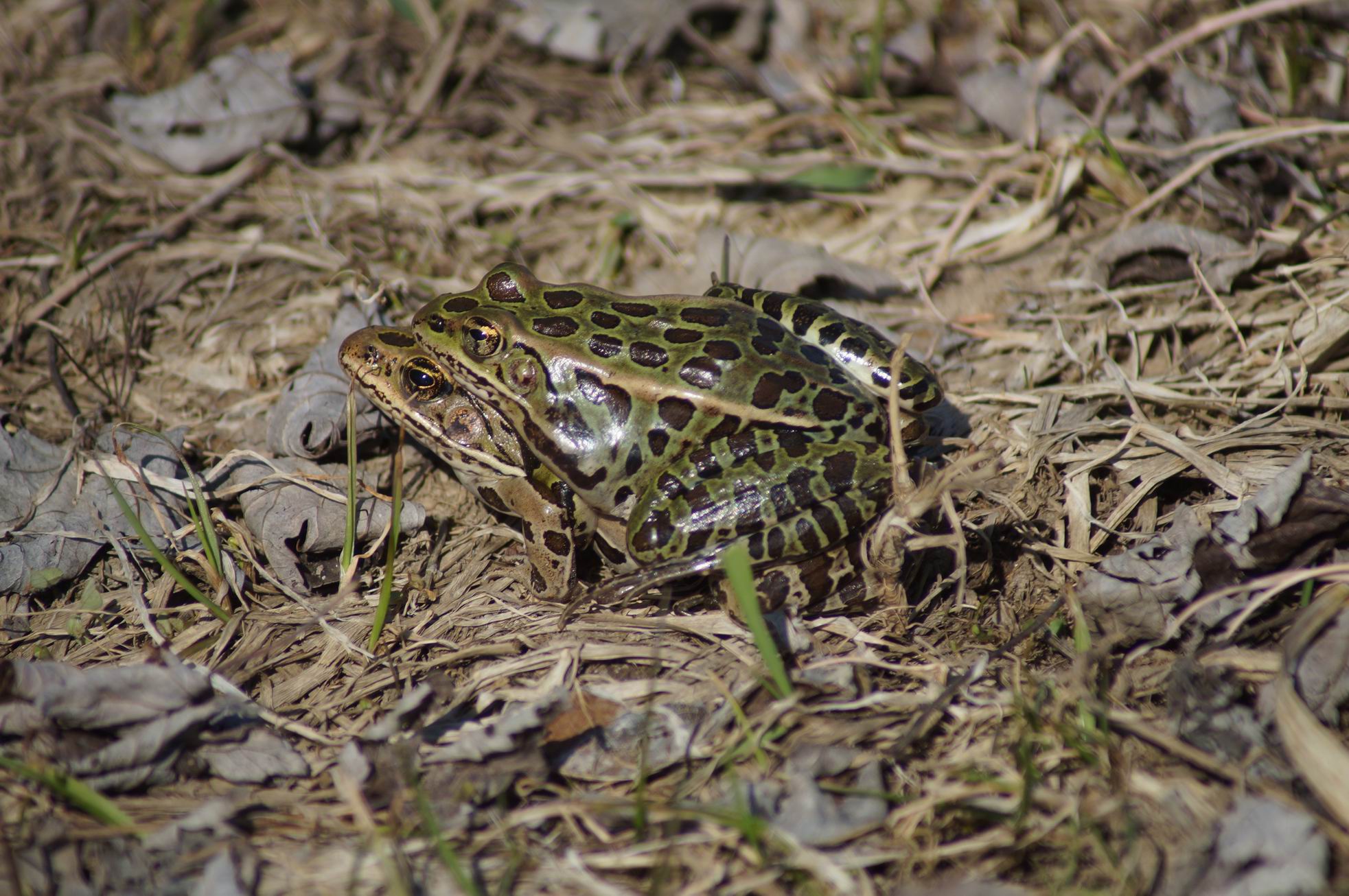 Leopard Frogs, MacGregor Point, May 2018