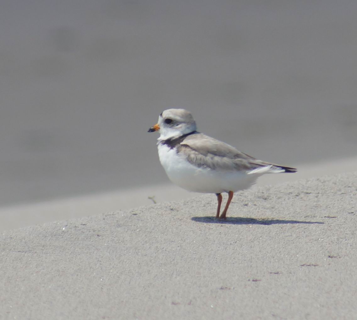 Piping Plover. Photo by Miriam Garfinkle
