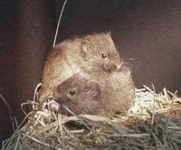 A Pair of Voles. Happy couple?