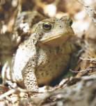 Toad - Photo by Ulli Diemer