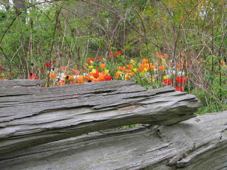 Flowers Riverdale Farm