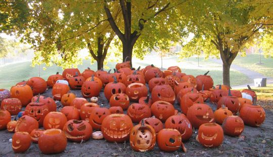 Pumpkins in Christie Pits by Ulli Diemer