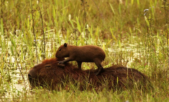 Capybara