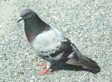 Pigeon