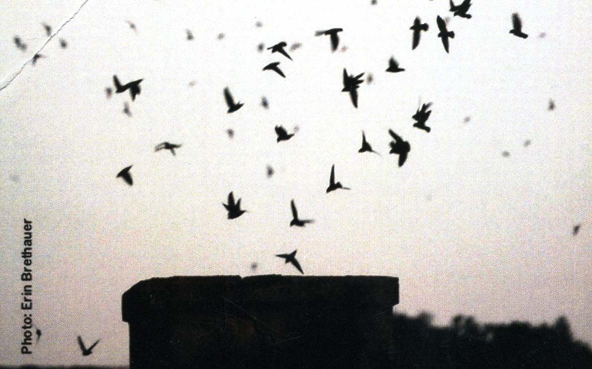 Chimney Swift