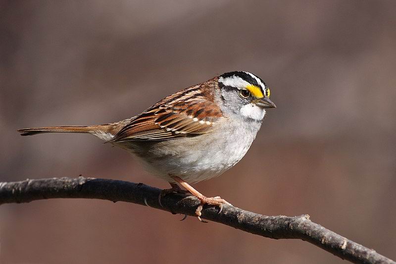 White-throated Sparrow