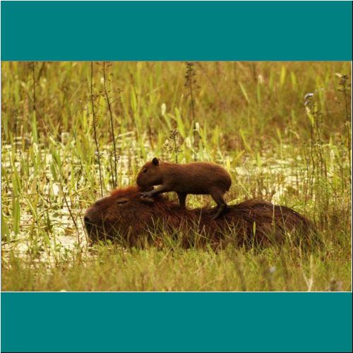 02-Capybara-Capybara5.jpg