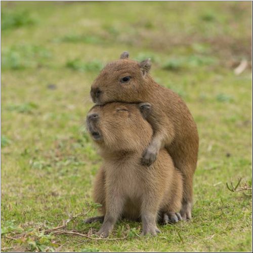 06-Capybara-Capybara6.jpg