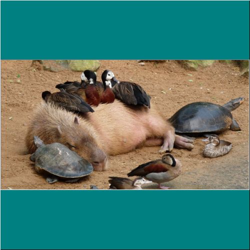 07-Capybara-Ducks-Turtles.png