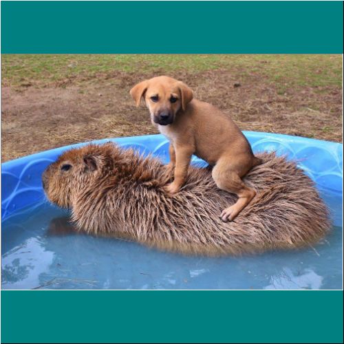 09-Capybara-Puppy2.jpg