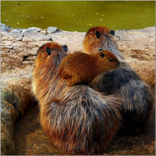 11-Capybara-Capybara1.jpg