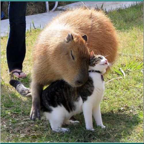 12-Capybara-Cat2.jpg