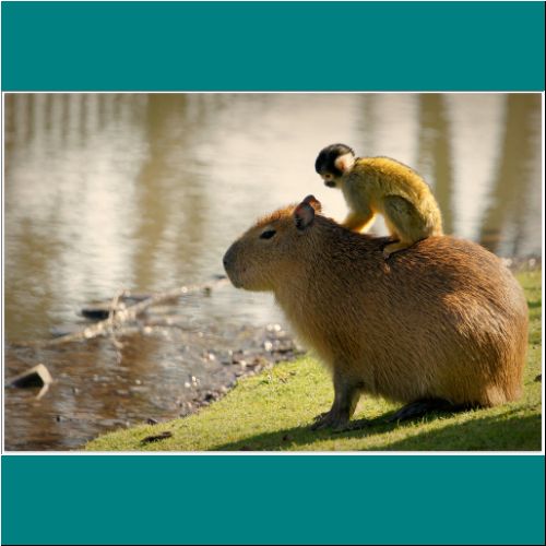 13-Capybara-Monkey7.jpg