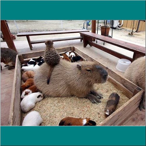 14-Capybara-Meerkat-GuineaPigs.jpg