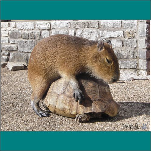15-Capybara-Tortoise.jpg