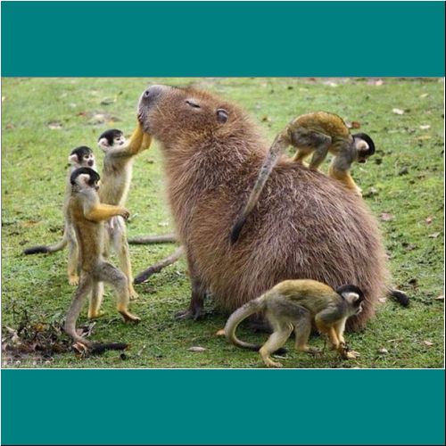17-Capybara-Monkeys10.jpg
