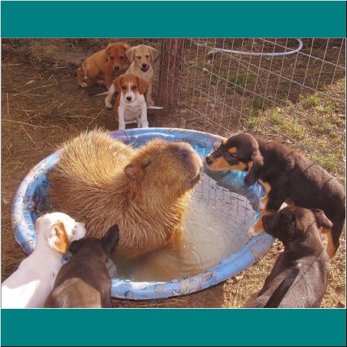 18-Capybara-Puppies.jpg