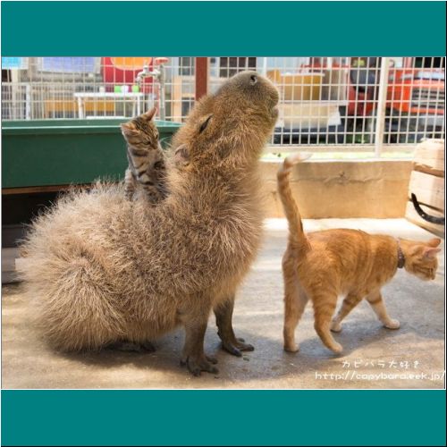 19-Capybara-Cats.jpg