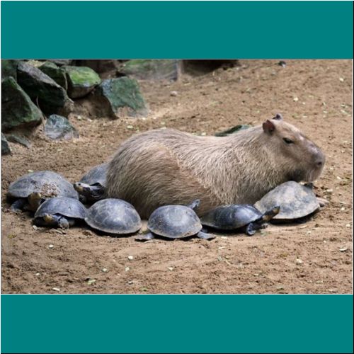 23-Capybara-Turtles2.jpg