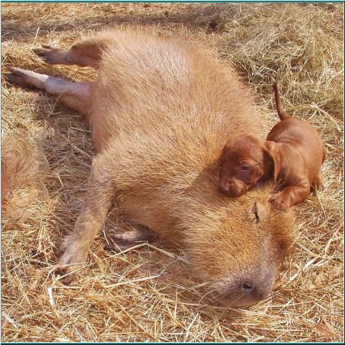 25-Capybara-Puppy.jpg