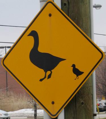 Geese crossing: Photo by Ulli Diemer