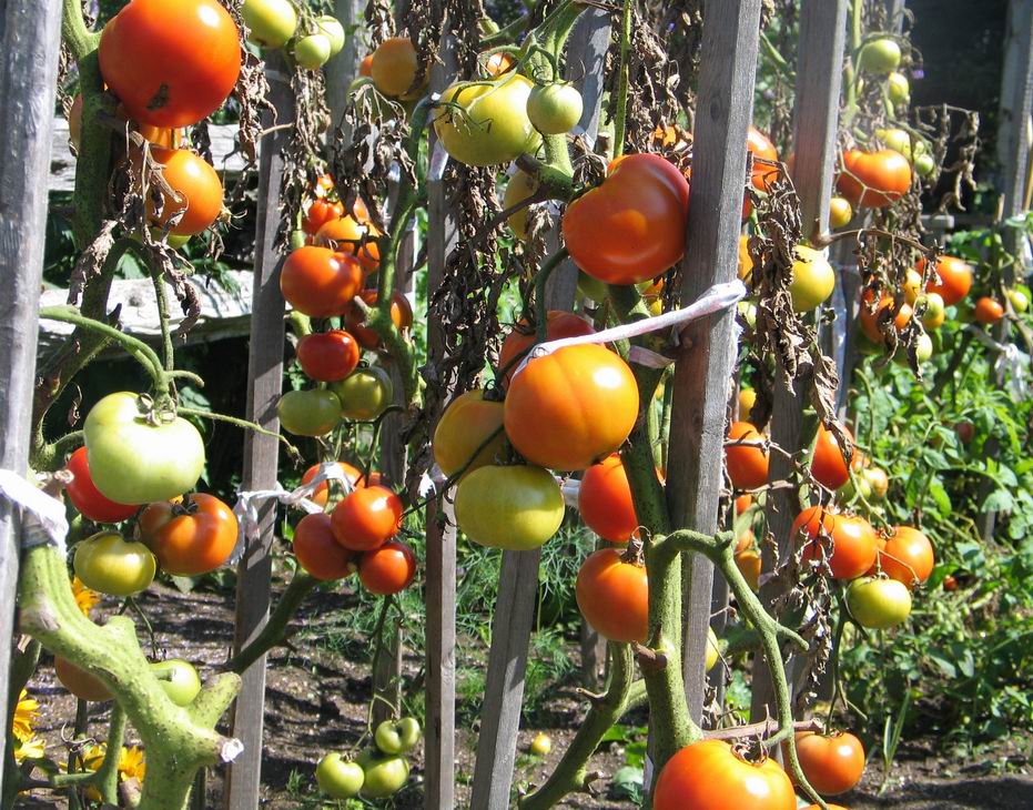 Tomates. Photo by Ulli Diemer