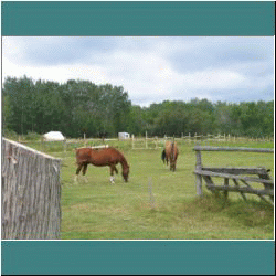 2009CG-0411-HorsesManitoulin - Photo by Ulli Diemer