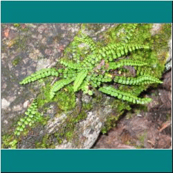 2010CG-0301bw-MaidenhairSpleenwort - Photo by Ulli Diemer