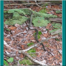 2010CG-0311bw-GarterSnake - Photo by Ulli Diemer