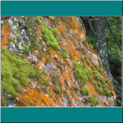 2010CG-0316w-Moss&LichenonRock - Photo by Ulli Diemer