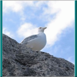 2010CG-0342bw-Gull - Photo by Ulli Diemer