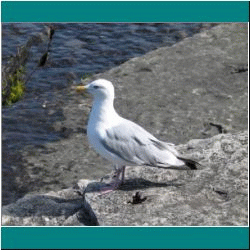 2010CG-0343bw-Gull - Photo by Ulli Diemer