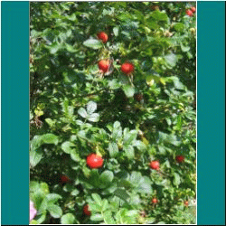 2010CG-0374w-Rosehips - Photo by Ulli Diemer