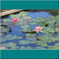 2010CG-0375bw-Waterlilies&Frogs - Photo by Ulli Diemer