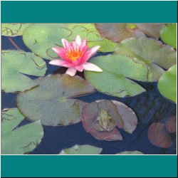 2010CG-0376w-WaterLily&Frog - Photo by Ulli Diemer