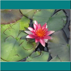 2010CG-0377w-WaterLily - Photo by Ulli Diemer