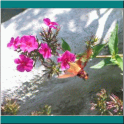 2010CG-0389bw-HummingbirdMoth - Photo by Ulli Diemer