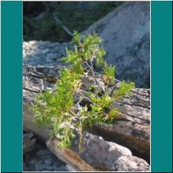 2010CG-0415w-CedarGrowinginRock - Photo by Ulli Diemer