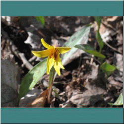 2011CG-0196-Flower - Photo by Miriam Garfinkle