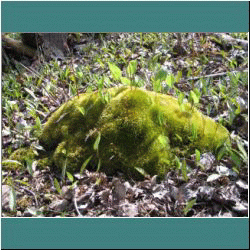 2011CG-0198-Moss - Photo by Ulli Diemer