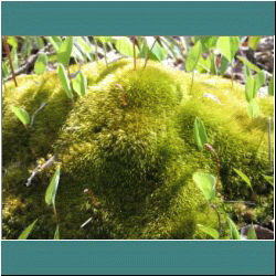 2011CG-0199-Moss - Photo by Ulli Diemer