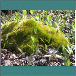 2011CG-0200-Moss - Photo by Ulli Diemer