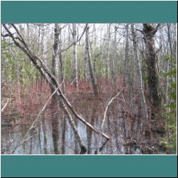 2011CG-0212-WetlandontheBruce - Photo by Ulli Diemer