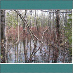 2011CG-0213-WetlandontheBruce - Photo by Ulli Diemer