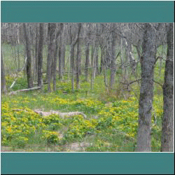 2011CG-0237-MarshMarigolds - Photo by Ulli Diemer