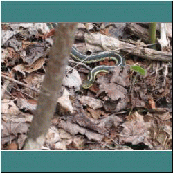 2011CG-0247-GarterSnake - Photo by Ulli Diemer