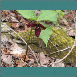 2011CG-0249-PurpleTrillium - Photo by Ulli Diemer