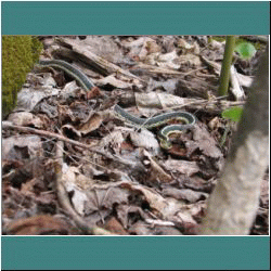 2011CG-0253-GarterSnake - Photo by Ulli Diemer